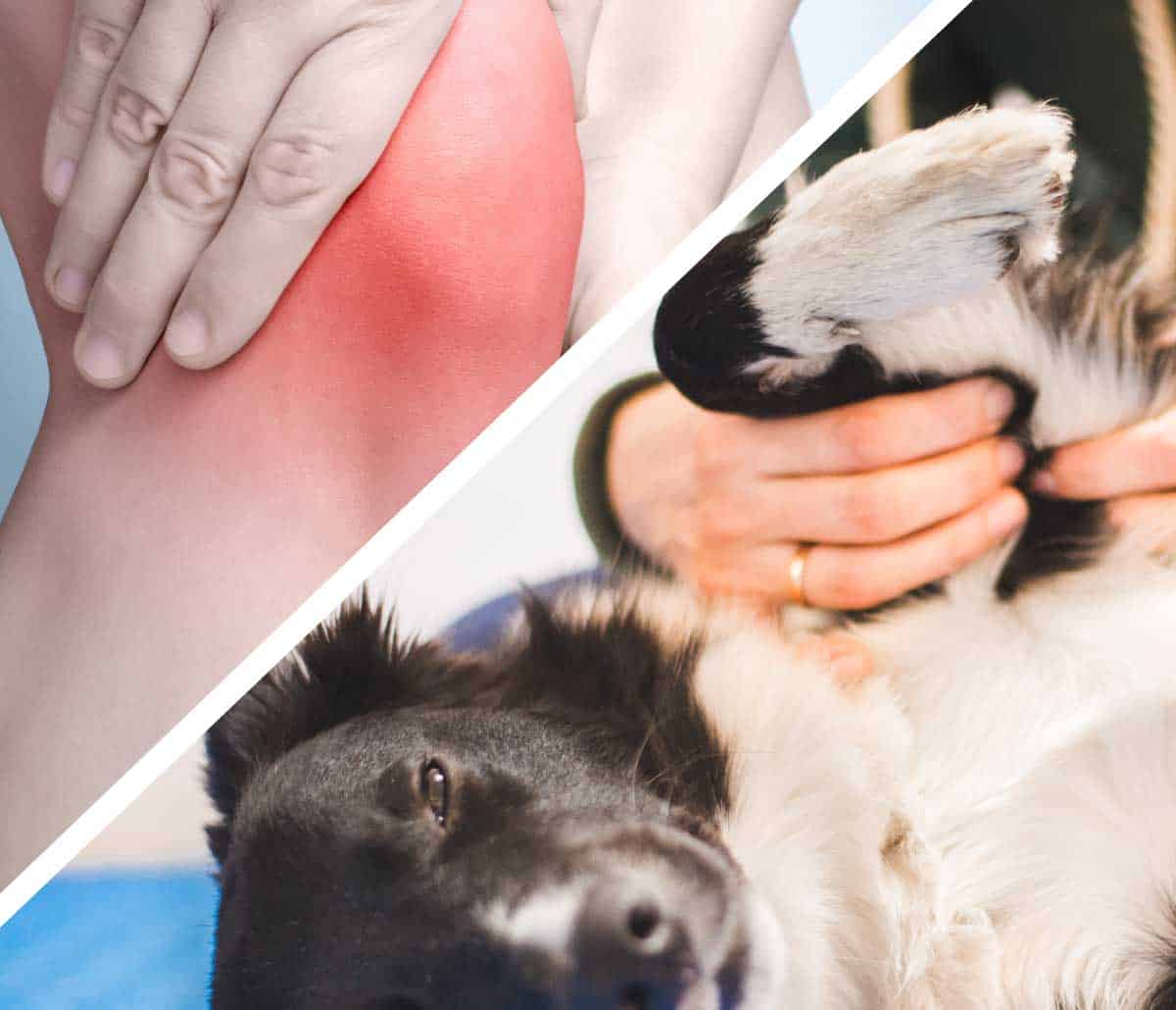 Elettroporazione per la Fisioterapia e la Veterinaria