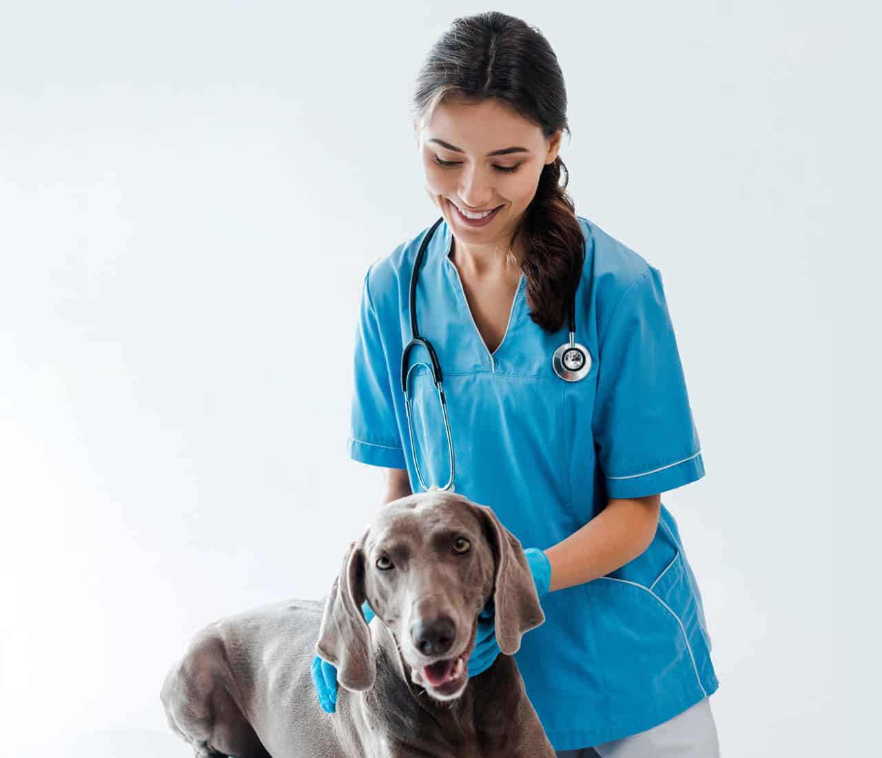 elettroporazione in veterinaria